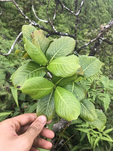 Psychotria fauriei observed 2021-09-11