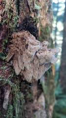 Gloiodon occidentalis