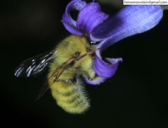 Bombus picipes