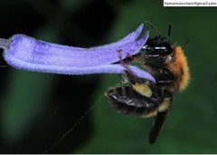 Bombus opulentus
