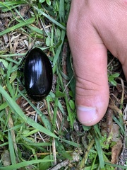 Hydrophilus aterrimus