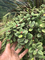 Metrosideros rugosa