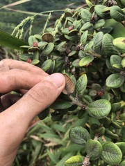 Metrosideros rugosa