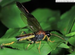 Tenthredo rufonotalis