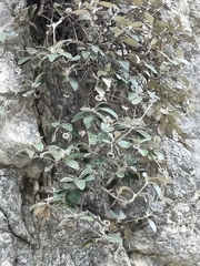 Pachystegia insignis