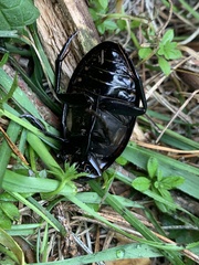 Hydrophilus aterrimus