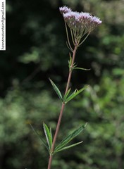 Eupatorium lindleyanum