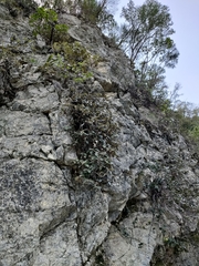 Pachystegia insignis