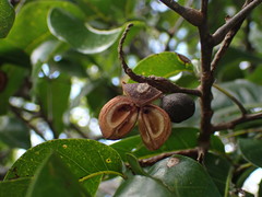 Elattostachys apetala