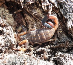 Reddyanus melanodactylus