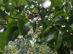 Elattostachys apetala