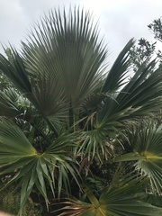 Pritchardia martii
