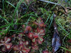 Drosera venusta