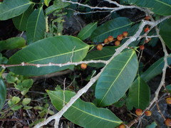 Ficus virgata