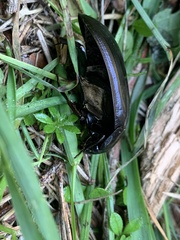 Hydrophilus aterrimus