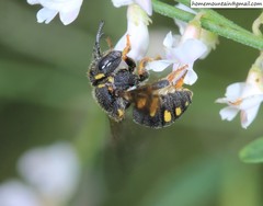 Anthidiellum boreale