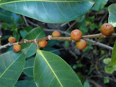 Ficus virgata