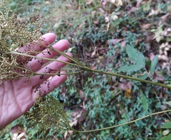 Filipendula ulmaria