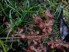 Drosera venusta