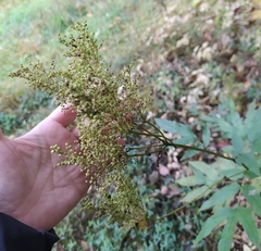 Filipendula ulmaria