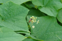 Apis cerana japonica
