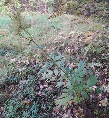 Filipendula ulmaria