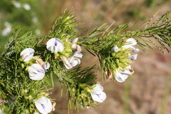 Psoralea kougaensis
