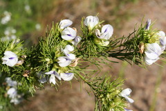 Psoralea kougaensis