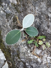 Pachystegia insignis