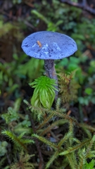 Thaxterogaster occidentalis