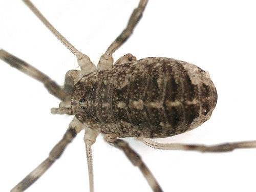 Opilio saxatilis