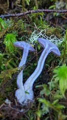 Thaxterogaster occidentalis