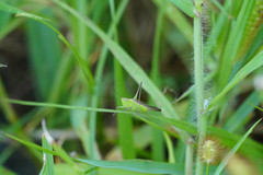 Conocephalus maculatus
