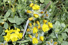 Lotononis involucrata