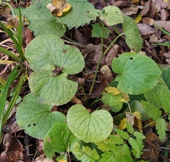 Viola mirabilis