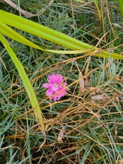 Dianthus chinensis