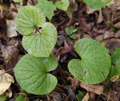 Viola mirabilis