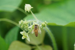 Apis cerana japonica