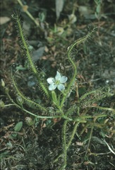 Drosera finlaysoniana