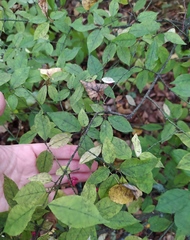 Euonymus verrucosus