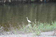 Ardea alba