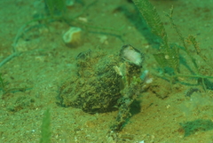 Polycarpa cryptocarpa