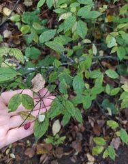 Euonymus verrucosus