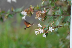 Macroglossum pyrrhosticta