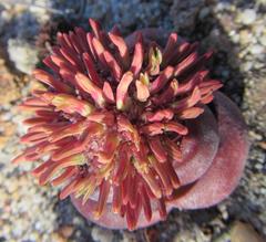 Crassula columnaris