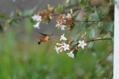 Macroglossum pyrrhosticta