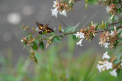Macroglossum pyrrhosticta