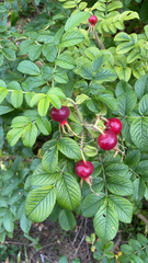 Rosa rugosa