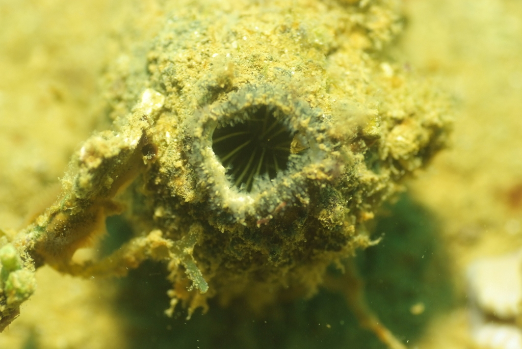 Ascidian