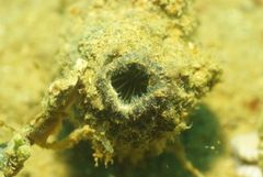 Polycarpa cryptocarpa